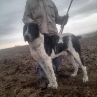 سگ گله ای|سگ|عطاملک, |دیوار