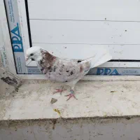 کبوتر تهرانی زوردار