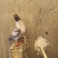 مفلق نر آلمانی غریب گیری