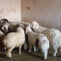 شیشک میش بره دار