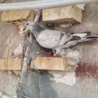 دورگ|پرنده|اهواز, کوی باهنر|دیوار