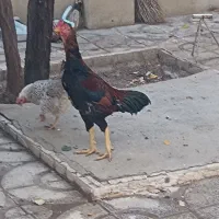 خروس لاری
