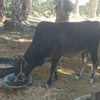 گاو نر فروشی|حیوانات مزرعه|پیپ, |دیوار