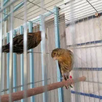 قناری سوخته سرخ|پرنده|کرمان, |دیوار