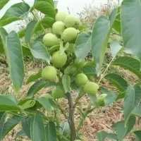 نهال‌های با کیفیت رقم تجاری برای احداث باغ