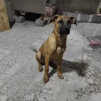 سگ گمشده|حیوانات|خمینی‌شهر, |دیوار