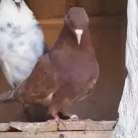 کبوتر