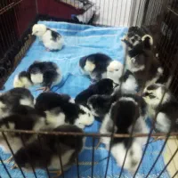 جوجه گلین|حیوانات مزرعه|مرودشت, رامجرد یک|دیوار