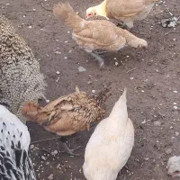 مرغ سبرایت بوف و گلد