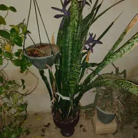 فروش تعدادی گل|گل و گیاه طبیعی|بندرعباس, |دیوار