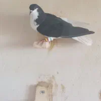دو تا نر پریده خوشکل