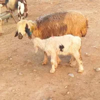 میش و بره ماده