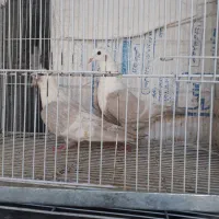 کبوترمیدون‌دانشگاه