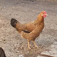 دجاج|پرنده|سوسنگرد, |دیوار