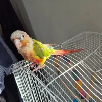 گرینچیک اناناسی|پرنده|فردیس, نگارستان|دیوار