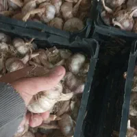 سیر شاهین دژ