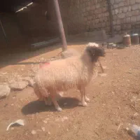 قوچ