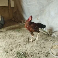 مرغ|حیوانات مزرعه|آران و بیدگل, |دیوار