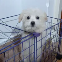 سگ شیتزو تریعر