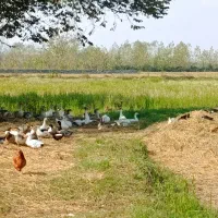 فروش غاز و اردک|حیوانات مزرعه|رشت, لاکان|دیوار