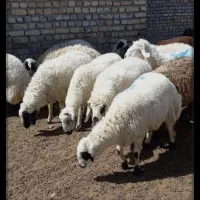 گوسفند زنده غرب شرق مرغ خروس زنده جهت قربانی|حیوانات مزرعه|تهران, جوانمردان (اندیشه)|دیوار