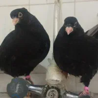 فروش دو عدد جوجه کبوتر صرب لثه‌دار کشیده