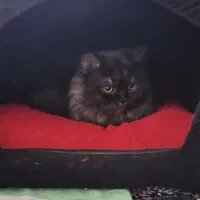 گربه اسکاتیش پرشین