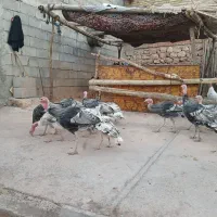 بوقلمون|حیوانات مزرعه|بدره, |دیوار