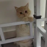 گربه