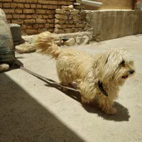 سگ پاپی|سگ|جونقان, |دیوار
