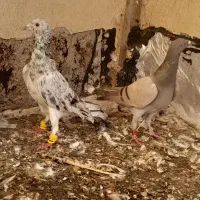 کبوتر