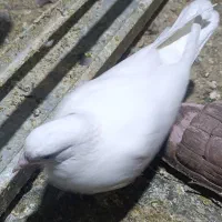 کفتر زینتی|پرنده|قم, نیروگاه|دیوار