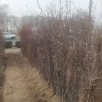 باغبانی کاشت نهال|خدمات باغبانی و درختکاری|قزوین, |دیوار