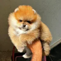 مجموعه توله های فانتزی