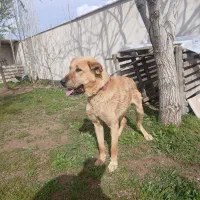 سگ پژدر نگهبان