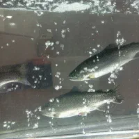 فروش ماهی|ماهی|شاهین دژ, |دیوار