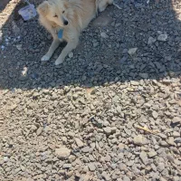 پیدا شدن سگ|حیوانات|اصفهان, محمودآباد|دیوار