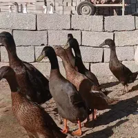 فروشی|پرنده|محمدبار, |دیوار