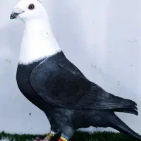 کبوتر باختی