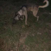 سگ سراب نر و ماده ذات قدیم.|سگ|رشت, حومه رشت|دیوار