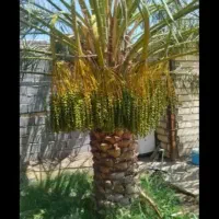 خوشه بر