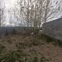 فروش زمین۳۰۰ متری سند دار در پستک