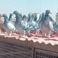 کبوترکبوترپلاکی|پرنده|قزوین, |دیوار