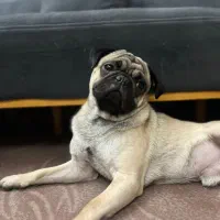 سگ نژاد پاگ|سگ|تهران, توحید|دیوار