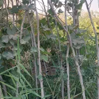 فروش نهال و درخت ودرختچه پروژه ای و جریمه ای|خدمات باغبانی و درختکاری|ورامین, ورامین|دیوار