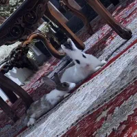 واگذاری خرگوش|موش و خرگوش|تبریز, |دیوار