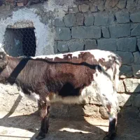 گوساله مناسب نگهداری وگوشتی