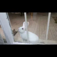 خرگوش بازیگوش