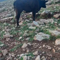 فروش. ی راس. نیون چاق.  باب  قصابی