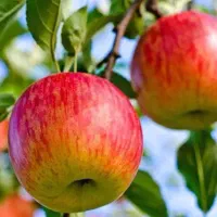 نهالستان گردو و میوههای پربار. پالیز|خدمات باغبانی و درختکاری|تربت جام, باغ سنگان سفلی|دیوار